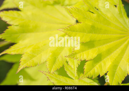 Nahaufnahme der jungen Blätter, was wahrscheinlich ist, die zu Vollmond Ahorn/Acer shirasawanum werden - ein Mitglied der Ahorn/Acer Familie - möglicherweise A. japonicum Stockfoto