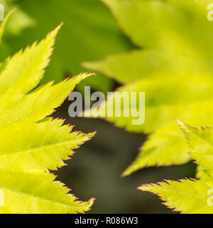 Nahaufnahme der jungen Blätter, was wahrscheinlich ist, die zu Vollmond Ahorn/Acer shirasawanum werden - ein Mitglied der Ahorn/Acer Familie - möglicherweise A. japonicum Stockfoto