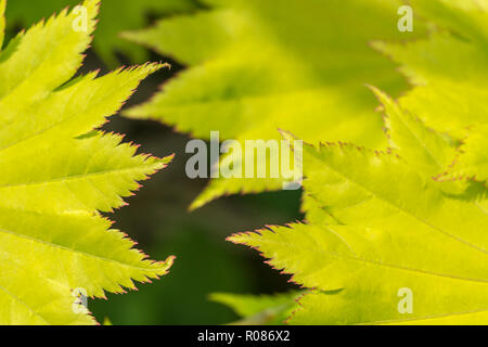 Nahaufnahme der jungen Blätter, was wahrscheinlich ist, die zu Vollmond Ahorn/Acer shirasawanum werden - ein Mitglied der Ahorn/Acer Familie - möglicherweise A. japonicum Stockfoto