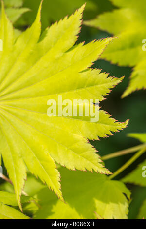 Nahaufnahme der jungen Blätter, was wahrscheinlich ist, die zu Vollmond Ahorn/Acer shirasawanum werden - ein Mitglied der Ahorn/Acer Familie - möglicherweise A. japonicum Stockfoto