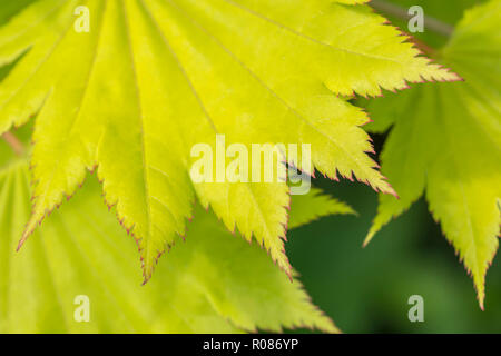 Nahaufnahme der jungen Blätter, was wahrscheinlich ist, die zu Vollmond Ahorn/Acer shirasawanum werden - ein Mitglied der Ahorn/Acer Familie - möglicherweise A. japonicum Stockfoto