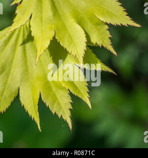 Nahaufnahme der jungen Blätter, was wahrscheinlich ist, die zu Vollmond Ahorn/Acer shirasawanum werden - ein Mitglied der Ahorn/Acer Familie - möglicherweise A. japonicum Stockfoto