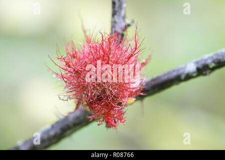 Gallen, bekannt als die Rose bedeguar Gall, Robin Nadelkissen, oder Moos Gall ist durch eine hymenopteran gall Wasp, Diplolepis rosae verursacht Stockfoto