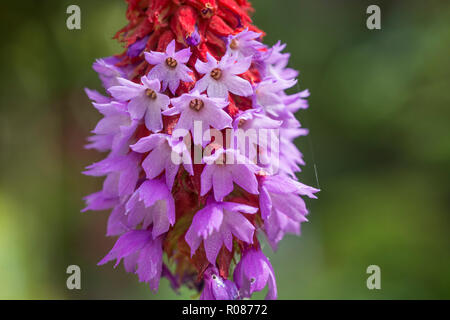 Hochrot und lila Blüte der Orchidee Primrose, Poker Primrose/Primula vialii (syn. Primula littoniana, Primula viali) Stockfoto