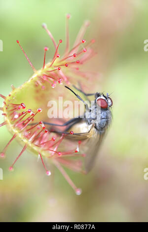 Sonnentau, Drosera rotundifolia, Fütterung auf einer Fliege, Thricops semicinereus Stockfoto