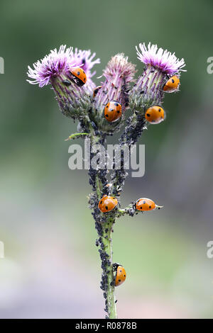 Sieben - beschmutzt, Marienkäfer, Coccinella septempunctata. Jagd auf Blattläuse auf creeping Thistle. Stockfoto