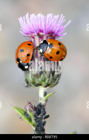 Sieben - beschmutzt, Marienkäfer, Coccinella septempunctata. Jagd auf Blattläuse auf creeping Thistle. Stockfoto