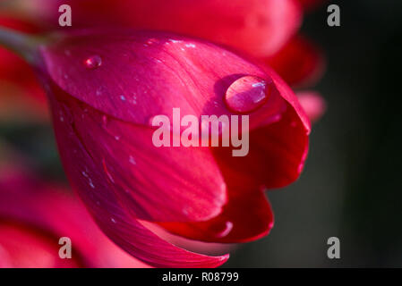 Regen fällt auf die Blütenblätter einer Ajor crimson Flagge Lily' (Hesperantha coccinea 'Major') Stockfoto