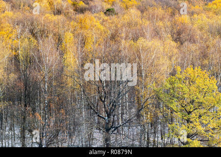 Oben Ansicht der erste Schnee in Gelb Herbst Wald im Oktober Tag Stockfoto