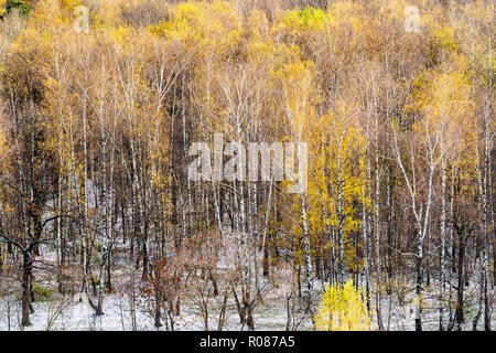 Über blick auf den ersten Schnee im Birch Grove von Herbst Wald im Oktober Tag Stockfoto