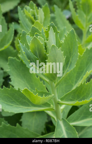 Der frühe Frühling Laub von Orpine/Sedum telephium im Garten Lage - also möglicherweise hybrid Version oder Unterarten. Ehemalige Kräuter Pflanze, Heilpflanze. Stockfoto