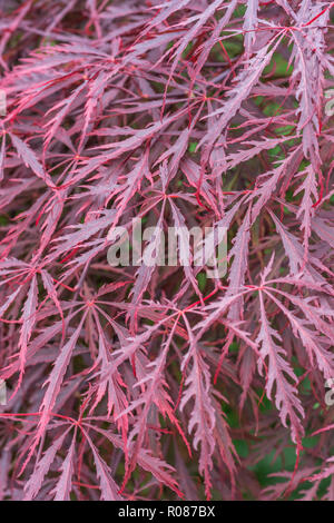 Auffällig Lila Blätter, was geglaubt wird, eine Art von japanischen Ahorn / Acer palmatum. Ein ziergarten Anlage im Vereinigten Königreich Stockfoto