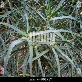 Detail von einigen Teilen der Aloe Pflanze: exotische Pflanze, die für die Betreuung und das Wohlergehen der Menschen. Stockfoto