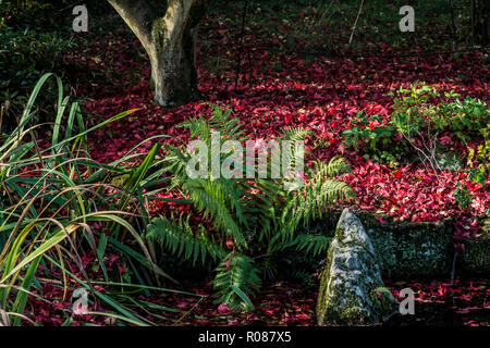 Ein Farn umgeben von den gefallenen Herbstliche Blätter eines japanischen Ahorn (Acer palmatum) Stockfoto