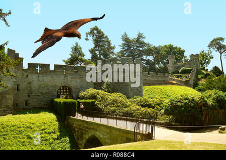 Mäusebussard im Flug über das Schloss Warwick Stockfoto