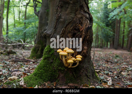 Golden Scalycap Pilz - Pholiota aurivella ist ein ungeniessbarer Pilz, wächst auf Reifen Buche. Bild in Ashridge Woods, Hertfordshire, Großbritannien Stockfoto