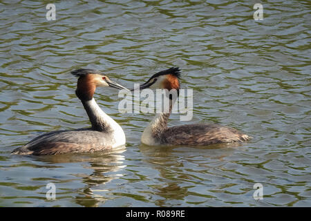 Zwei Haubentaucher (Podiceps cristatus) bilden ein Herz: ein paarungsritual im Frühjahr Stockfoto