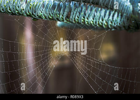 Zweig einer edlen Tanne mit winzigen Tropfen auf einem Spinnennetz Stockfoto