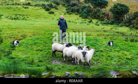 Ring of Kerry County Kerry/Irland - September 20,2018: Hirte mit Stock mit seiner irischen Schafe Hunde seine Schafe in Gruppen zu trennen. Stockfoto