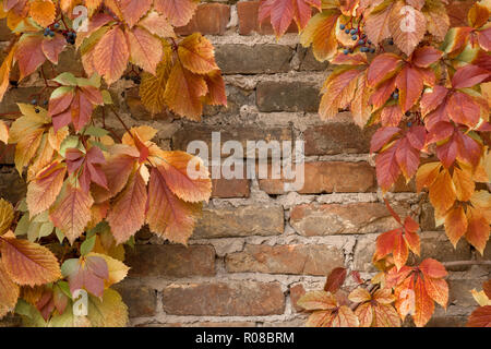 Red ivy Kriechgang Blätter auf die rote Wand. Herbst Hintergrund. Stockfoto