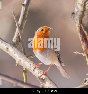 Ein Rotkehlchen (Erithacus Rubecula) Ernährung bei eisigen Bedingungen in einem Norfolk Garten Stockfoto