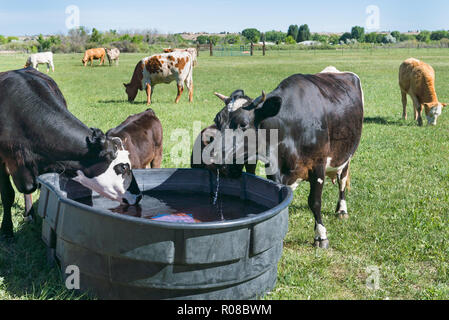 In der Nähe von Kühen trinken an Trog in Weiden auf einem hellen, sonnigen Tag. Stockfoto