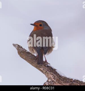 Ein Rotkehlchen (Erithacus Rubecula) Ernährung bei eisigen Bedingungen in einem Norfolk Garten Stockfoto