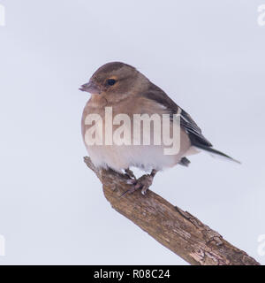 Eine weibliche Buchfink (Fringilla coelebs) in ein Norfolk Garten Stockfoto