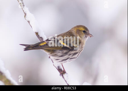 Eine eurasische Siskin (Carduelis spinus) erwachsenen weiblichen Fütterung in Frost in ein Norfolk Garten Stockfoto