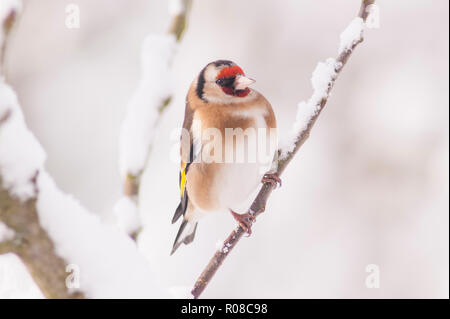 Ein Stieglitz (Carduelis carduelis) bei eisigen Bedingungen in einem Norfolk Garten Stockfoto