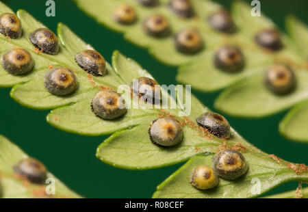 Runde Flecken der Farn Sporen auf der Rückseite der Blätter/Wedel. Stockfoto