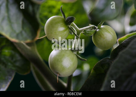 Drei unreife Cherry Tomaten Früchte auf einer Anlage. Dies ist Tiny Tim - eine Vielzahl von Zwerg Cherry Tomaten (auch als Terrasse Tomaten). Stockfoto