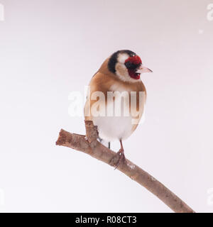 Ein Stieglitz (Carduelis carduelis) bei eisigen Bedingungen in einem Norfolk Garten Stockfoto