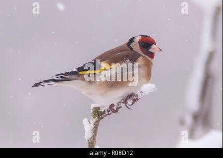 Ein Stieglitz (Carduelis carduelis) bei eisigen Bedingungen in einem Norfolk Garten Stockfoto