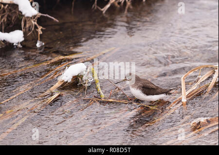 Eine grüne Sandpiper (Tringa ochropus) im Winter in Norfolk, Großbritannien Stockfoto