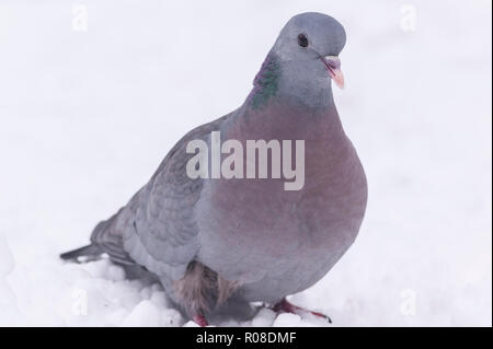 Eine Taube (Columba oenas) Ernährung bei eisigen Bedingungen in einem Norfolk Garten Stockfoto