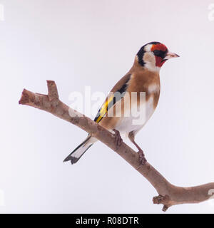 Ein Stieglitz (Carduelis carduelis) bei eisigen Bedingungen in einem Norfolk Garten Stockfoto
