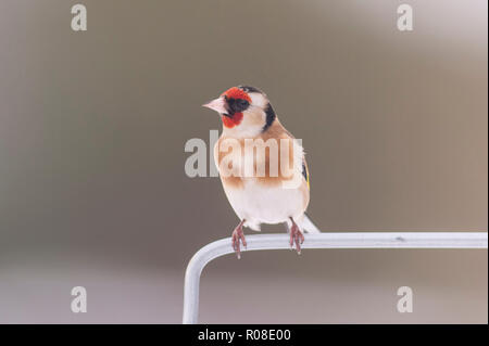 Ein Stieglitz (Carduelis carduelis) bei eisigen Bedingungen in einem Norfolk Garten Stockfoto