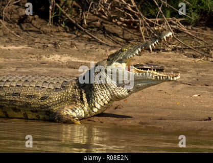 Krokodile werden oft am Wasser mit ihren Backen aalen sich öffnen, so dass die Luft, die über die Schleimhäute des Mundes kühlen Sie durch Verdunstung von Mo Stockfoto