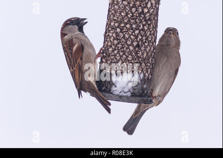 Ein paar house Spatzen (Passer domesticus) in einer britischen Garten Stockfoto