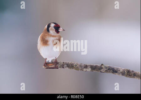 Ein Stieglitz (Carduelis carduelis) bei eisigen Bedingungen in einem Norfolk Garten Stockfoto