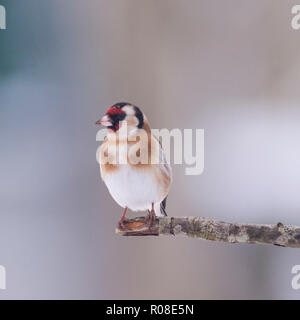 Ein Stieglitz (Carduelis carduelis) bei eisigen Bedingungen in einem Norfolk Garten Stockfoto