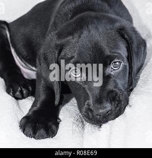 Nahaufnahme, Porträt einer niedlichen schwarzen Labrador Welpe Stockfoto