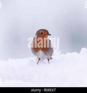 Ein Rotkehlchen (Erithacus Rubecula) Ernährung bei eisigen Bedingungen in einem Norfolk Garten Stockfoto