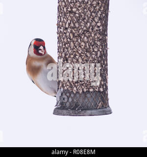 Ein Stieglitz (Carduelis carduelis) bei eisigen Bedingungen in einem Norfolk Garten Stockfoto