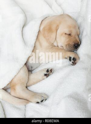 Schlafen Gold Labrador Welpe Stockfoto