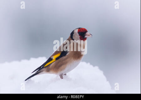 Ein Stieglitz (Carduelis carduelis) bei eisigen Bedingungen in einem Norfolk Garten Stockfoto