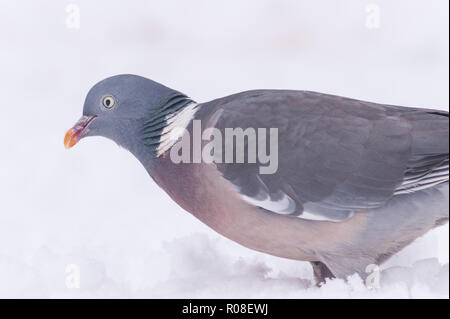 Ein Woodpigeon (Columba Palumbus) hautnah im Vereinigten Königreich Stockfoto