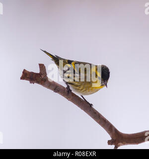 Eine eurasische Siskin (Carduelis spinus) erwachsenen männlichen Fütterung in Frost in ein Norfolk Garten Stockfoto