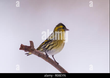 Eine eurasische Siskin (Carduelis spinus) erwachsenen männlichen Fütterung in Frost in ein Norfolk Garten Stockfoto